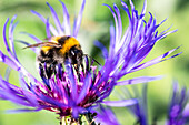 Bumblebee in cornflower