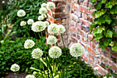 Zierlauch (Allium) in Weiss vor einer Backsteinmauer