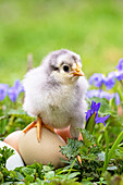 Hühnerküken mit Eiern im Blumengarten