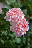 Rosa Blüten der Strauchrose (Rosa), Portrait