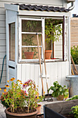 Small garden shed with tomato plants