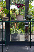 Zimmerpflanzen auf metallischem Pflanzenregal vor Glasfenstern