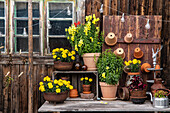 Rustic garden corner with flowers in clay pots in front of wooden wall