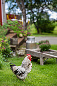 Rooster in rural garden with wooden bench and milk can