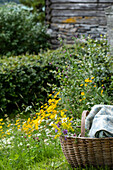 Basket with blanket in blooming natural garden in front of wooden shed