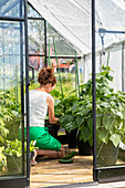 Woman tending vegetable plants in the greenhouse