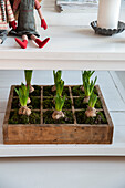 Hyacinths (Hyacinthus) in rustic wooden box under coffee table