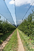 Apple trees in rows, covered with hail protection net