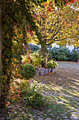 Herbstlicher Gartenweg mit Steinen und Pflanzen