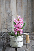 Hyazinthe (Hyacinthus) in dekorativer Dose auf Holztisch