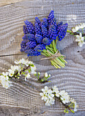Bouquet of grape hyacinths (Muscari) and cherry blossom branches on a wooden background