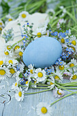 Osterdeko mit blau gefärbtem Ei und Gänseblümchen (Bellis Perennis) auf Holzuntergrund