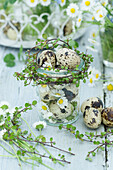 Quail eggs and daisies (Bellis perennis) on a wooden table, table decoration