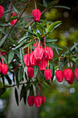 Chilean bellflower (Crinodendron hookerianum)