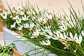 White zephyr lilies (Zephyranthes) in the flower bed in the home garden