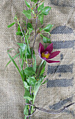 Pasque flower (Pulsatilla) with twigs on sackcloth
