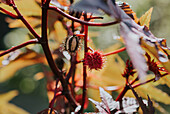 Castor oil plant (Ricinus communis) with red flowers and fruit capsules