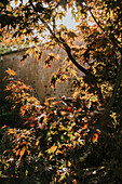 Ahornbaum mit leuchtendem Herbstlaub vor Backsteinmauer