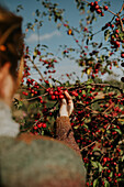 Woman picking red cherries from a tree in the autumn garden