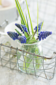 Jar with grape hyacinths in wire basket
