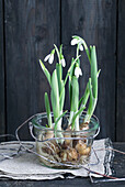 Snowdrops with bulbs in a jar