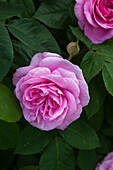 Rosa (Rosa) 'Gertrude Jekyll' mit Knospe und dunkelgrünem Laub