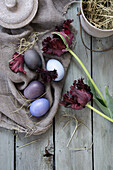 Arrangement mit Tulpen (Tulipa) und Ostereiern, gefärbt mit Rotkohl und Rote Bete