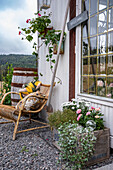 Rustikaler Gartenbereich mit Rattansessel und begrünter Holzkiste