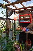 Small greenhouse with tomato plants, watering cans and baskets