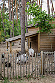 Kleiner Stall mit Schweinen und Hühnern im Waldgarten