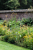 Flower bed with yellow flowers and brick wall in the background in the summer garden