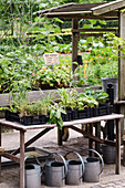 Table with plant seedlings and watering cans in a garden area