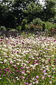 Wiese mit Wildblumen und Holzzaun im Hintergrund