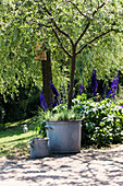 Naturgarten mit Weidenbaum, Pflanzen in Zinkkübeln und Rittersporn im Sommer