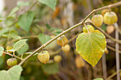 Green cape gooseberries (physalis) on a shrub in the garden