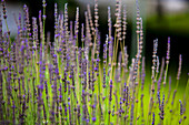 Blühender Lavendel (Lavandula) in Wiese