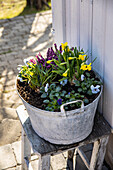 Metal tub with daffodils and pansies (Viola wittrockiana) on an old wooden stool in spring