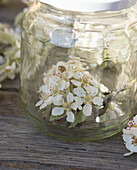 Cherry blossoms with ladybugs in a glass container