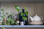 Plants and crockery on kitchen shelf