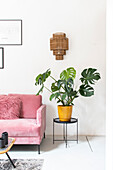 Rosa Sofa und Monstera-Pflanze im gelben Topf in modernem Wohnzimmer