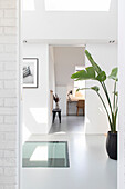 Bright hallway with glass floor, banana plant and desk corner in the background