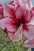 Amaryllis flower