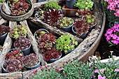 Wagon wheel planted with hens and chicks (Sempervivum)