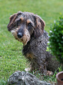 Dachshund with rough fur sits on green lawn in the garden