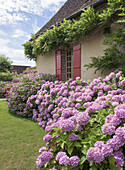 Blühende Hortensien (Hydrangea) vor ländlichem Haus mit Fensterläden