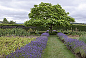 Large tree and lavender beds (Lavandula) in a geometrically designed garden