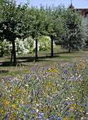 Flower meadow with fruit trees in the background on a sunny day