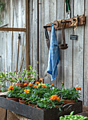 Garden workstation with marigolds in pots and tools on a wooden wall