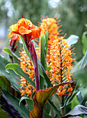 Orangenes Indisches Blumenrohr (Canna indica) im Garten