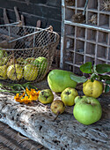 Harvest of apples, pears and quinces on a rustic wooden table in the garden